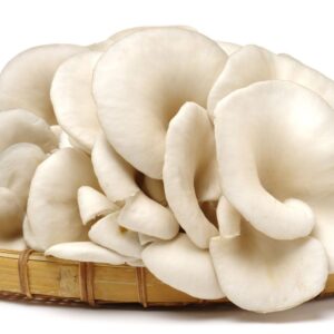 Jamur Tiram Segar Kebon Berdaya